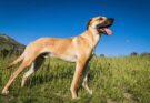 A Black Mouth Cur Dog in a Grassy Field with a black snout and a long tongue hanging out stands in a grassy field under a clear blue sky. The dog appears to be alert and content, with a mountainous landscape in the background.