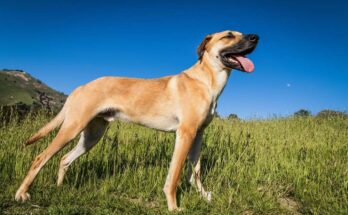 A Black Mouth Cur Dog in a Grassy Field with a black snout and a long tongue hanging out stands in a grassy field under a clear blue sky. The dog appears to be alert and content, with a mountainous landscape in the background.