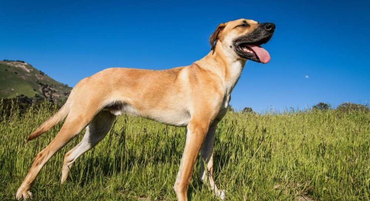 A Black Mouth Cur Dog in a Grassy Field with a black snout and a long tongue hanging out stands in a grassy field under a clear blue sky. The dog appears to be alert and content, with a mountainous landscape in the background.