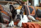 A black and white French Bulldog lying on a couch with colorful patterned pillows and blankets.